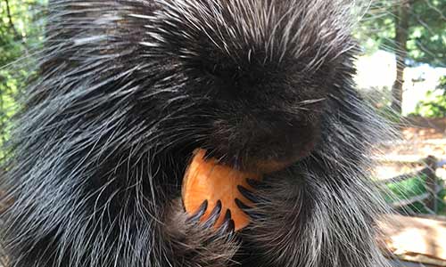 North American Porcupine | Stone Zoo