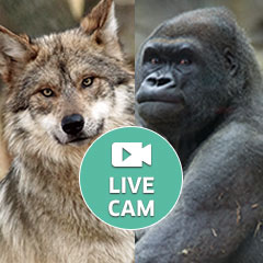 live web cams