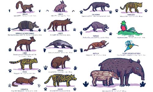 tapir illustration