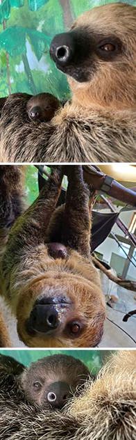 A baby sloth is the newest heart-stealer at Stone Zoo!