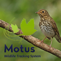 motus wildlife tracking system