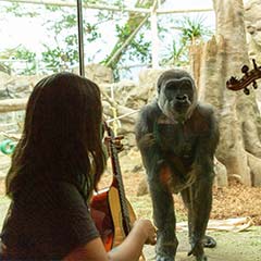 gorilla and musician