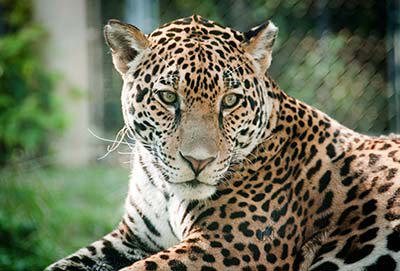 Zoo New England mourns death of jaguar