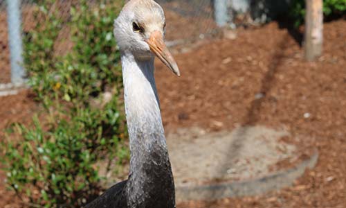 Hooded crane
