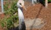 Hooded crane