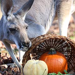 kangaroo and pumpkin