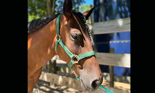 morgan horse