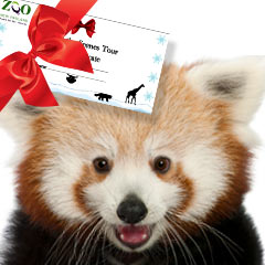 red panda tours