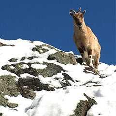 markhor in the snow