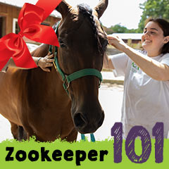 zookeeper 101