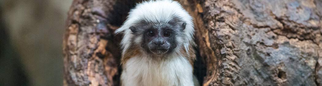cotton-top tamarin