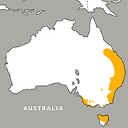 wallaby range map