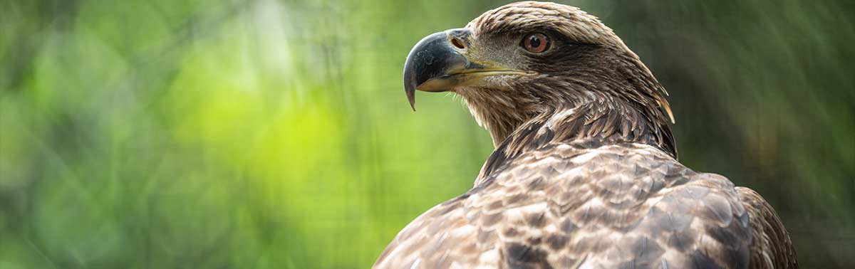 juvenile bald eagle