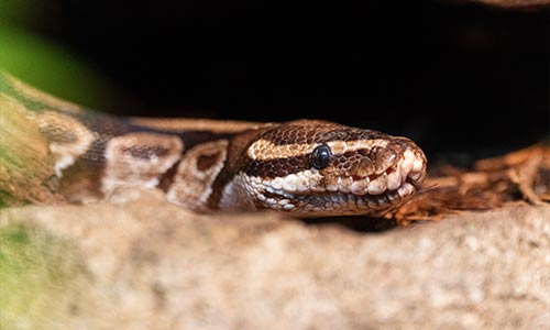 ball python