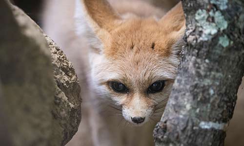 Fennec fox