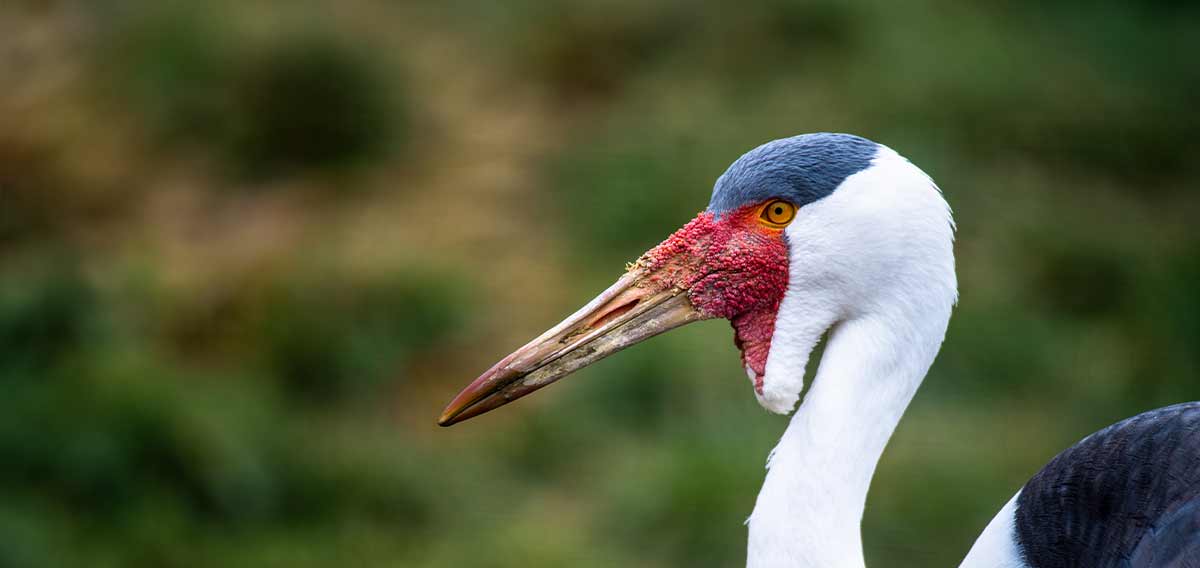 wattled crane