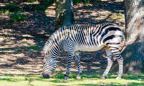 hartmann's zebra