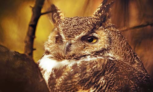 great horned owl