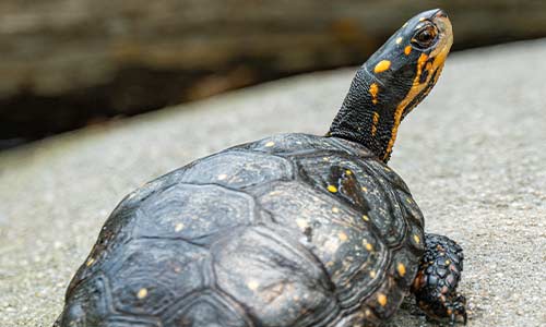 spotted turtle