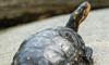 spotted turtle