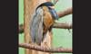boat-billed heron