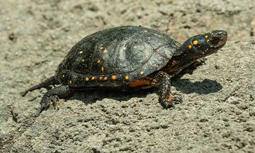 spotted turtle