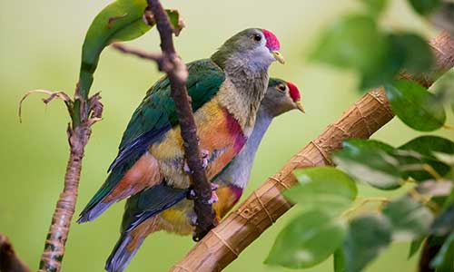 beautiful fruit dove
