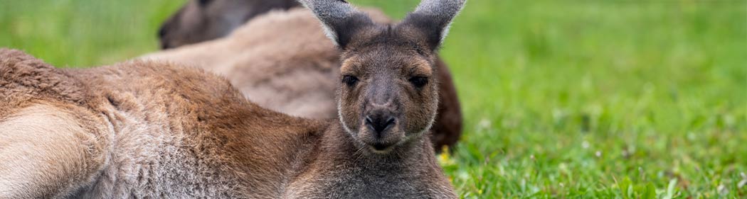Western grey kangaroos sitting in the grass