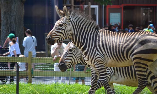 Hartmann’s Mountain Zebra