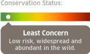 conservation status: least concern