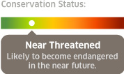 conservation status: near threatened
