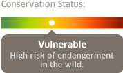 conservation status: vulnerable