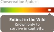 conservation status: extinct in the wild