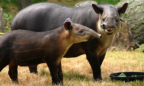 Baird's Tapir | Franklin Park Zoo