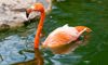 flamingo swimming