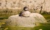 bufflehead duck on a rock