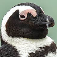 African penguin