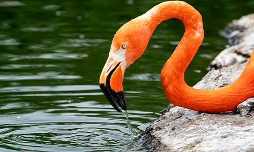 flamingo in the water