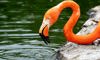 flamingo in the water