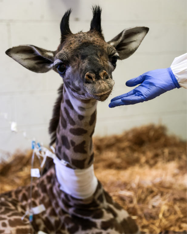 Masai giraffe calf born at Franklin Park Zoo needs specialized