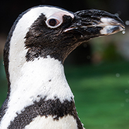 African penguin
