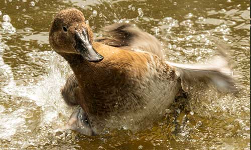 canvasback duck