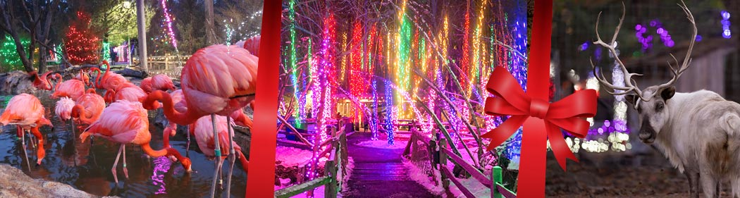 lights and animals at Stone Zoo's Zoolights event