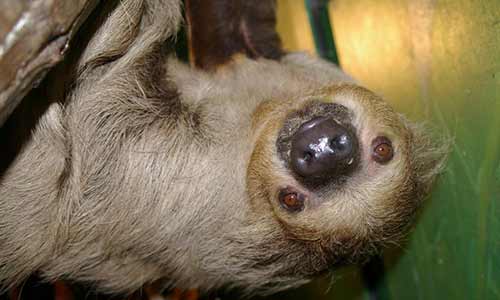 Linne's Two-toed Sloth | Stone Zoo