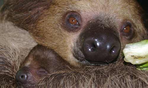 Linne's Two-toed Sloth | Stone Zoo