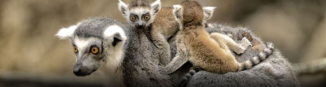 ring-tailed lemur family
