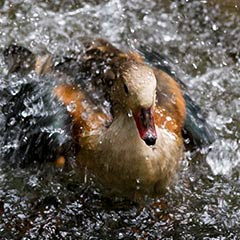 duck splashing in water