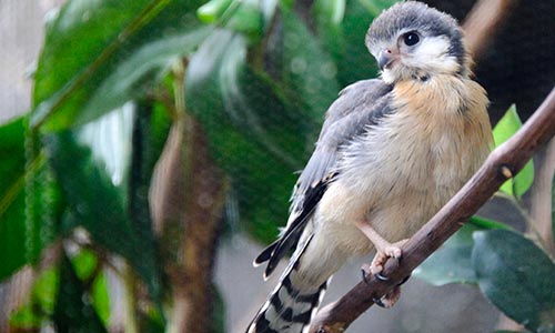 African pygmy falcon