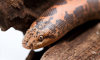 Kenyan sand boa