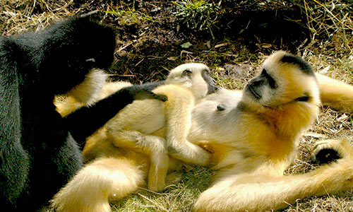 gibbon family